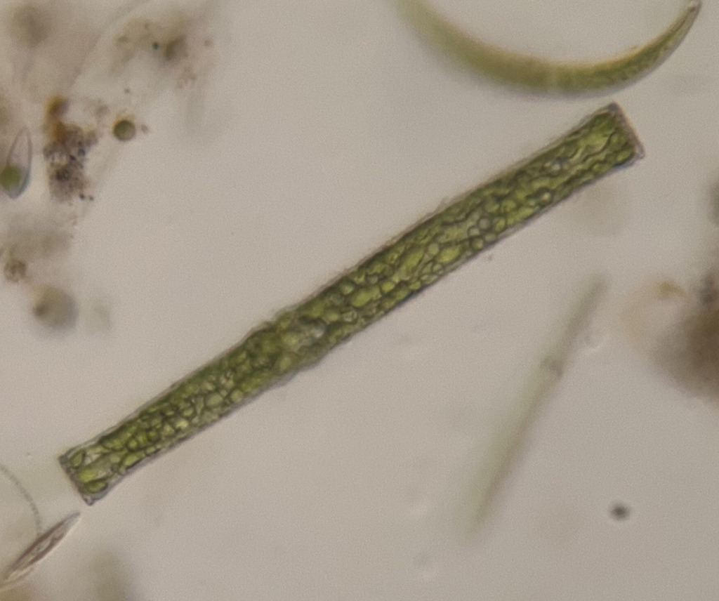 Pleurotaenium caldense