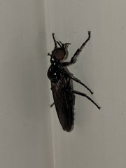 Dilophus serotinus
