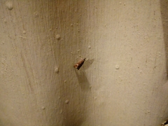 Glaucocharis leucoxantha