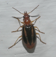 Lebia solea