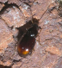 Elaphropus