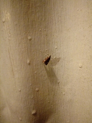 Glaucocharis leucoxantha