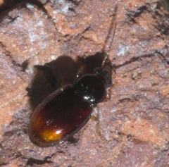 Elaphropus