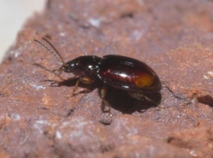 Elaphropus