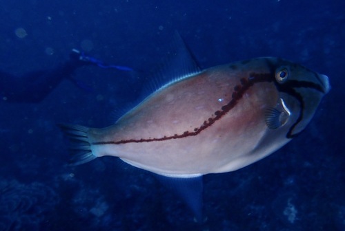 Bluespotted leatherjacket (Eubalichthys caeruleoguttatus) — Monacanthidae — 4