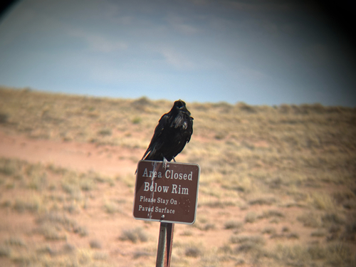 iNaturalist observation 2025-07-27