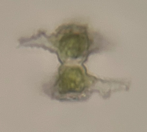 Staurastrum floriferum