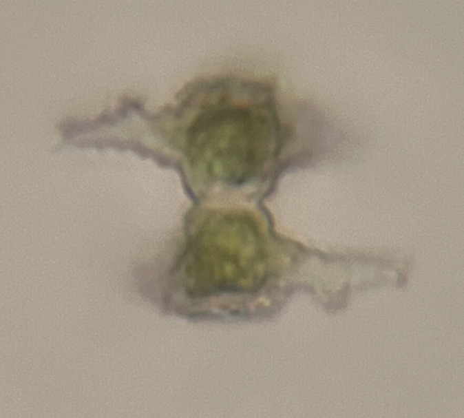 Staurastrum floriferum