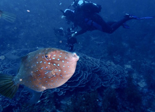 Bluespotted leatherjacket (Eubalichthys caeruleoguttatus) — Monacanthidae