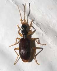 Pseudaptinus