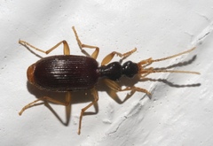 Pseudaptinus