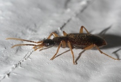 Pseudaptinus