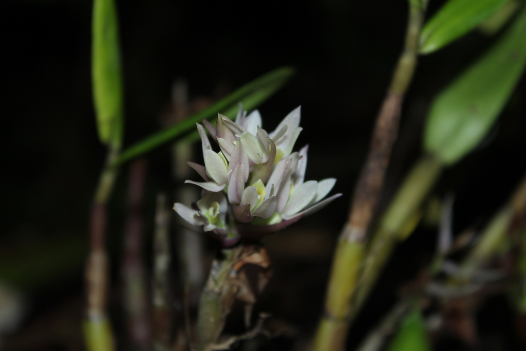 Dendrobium capituliflorum Rolfe 4
