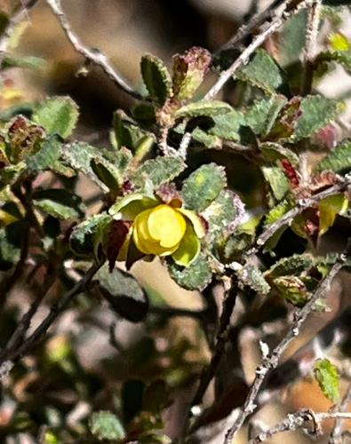 Pale Guinea-flower (Hibbertia pallidiflora)