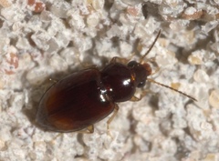 Elaphropus