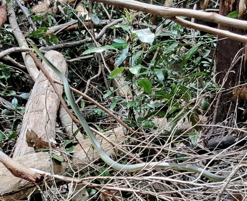 Common Tree Snake sighting
