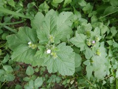 Fuertesimalva limensis