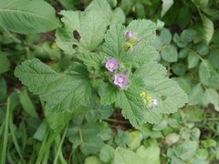 Fuertesimalva limensis