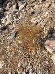 Eriogonum rixfordii