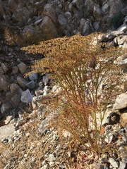 Eriogonum rixfordii