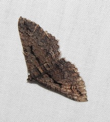 Chrysolarentia plagiocausta