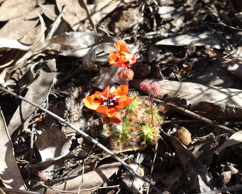 Drosera sewelliae (Drosera sewelliae)