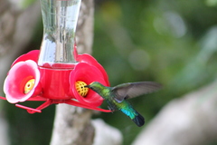 Eulampis holosericeus