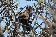 Rhinocrypta lanceolata