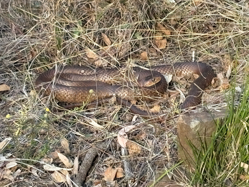 Eastern Brown Snake sighting