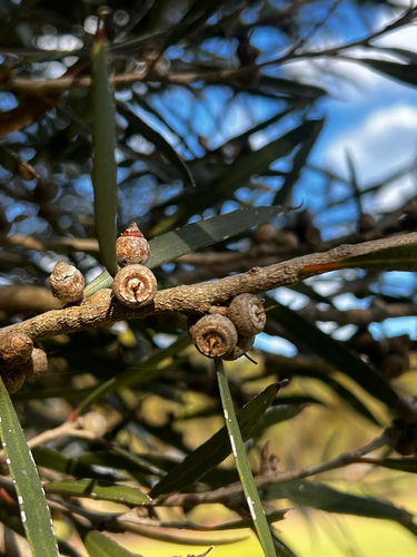 Eucalyptus cneorifolia, photograph 2