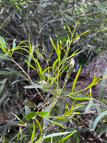 Kangaroo Island narrow-leaved mallee (Eucalyptus cneorifolia)