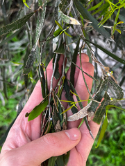(c) Alex Stuart, some rights reserved (CC BY) Eucalyptus cneorifolia, photograph (c) Alex Stuart, some rights reserved (CC BY)