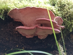 Aurantiporus pulcherrimus