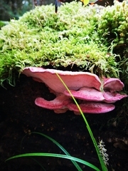 Aurantiporus pulcherrimus