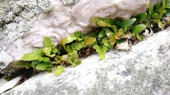 Asplenium decurrens
