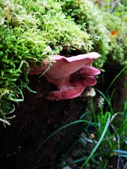 Aurantiporus pulcherrimus