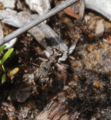 Neocicindela tuberculata