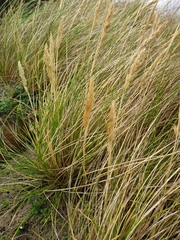 Poa billardierei