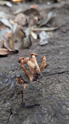 Desarmillaria tabescens