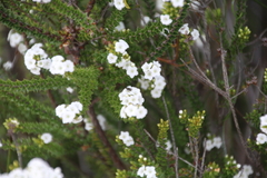 Epacris pauciflora
