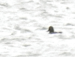 Bucephala