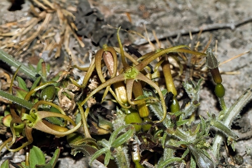 Trochomeria macrocarpa