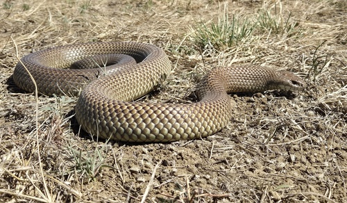 Mulga Snake sighting