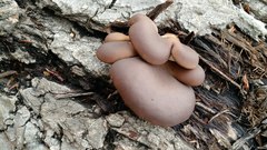 Pleurotus pulmonarius