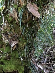 Vittaria lineata image