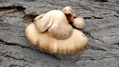 Pleurotus pulmonarius