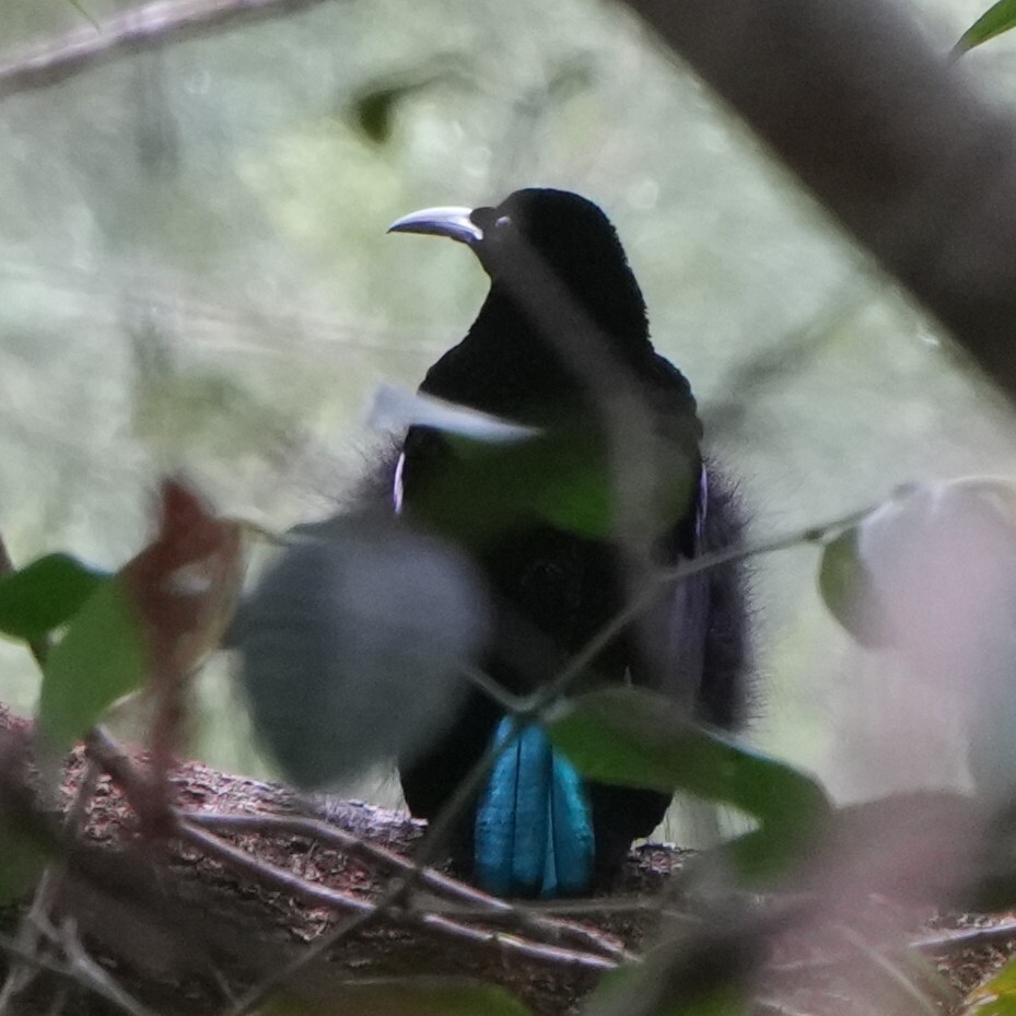 Growling Riflebird (Ptiloris intercedens), photo 8