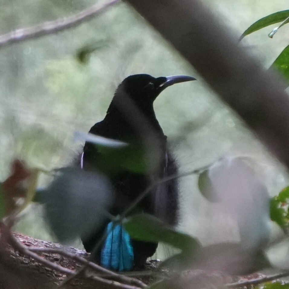 Growling Riflebird (Ptiloris intercedens), photo 7