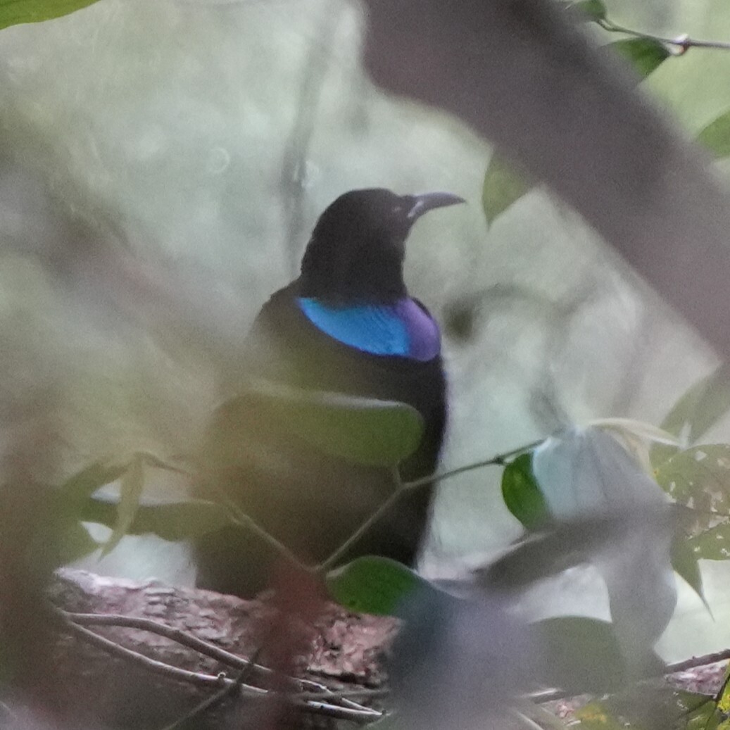 Growling Riflebird (Ptiloris intercedens), photo 9