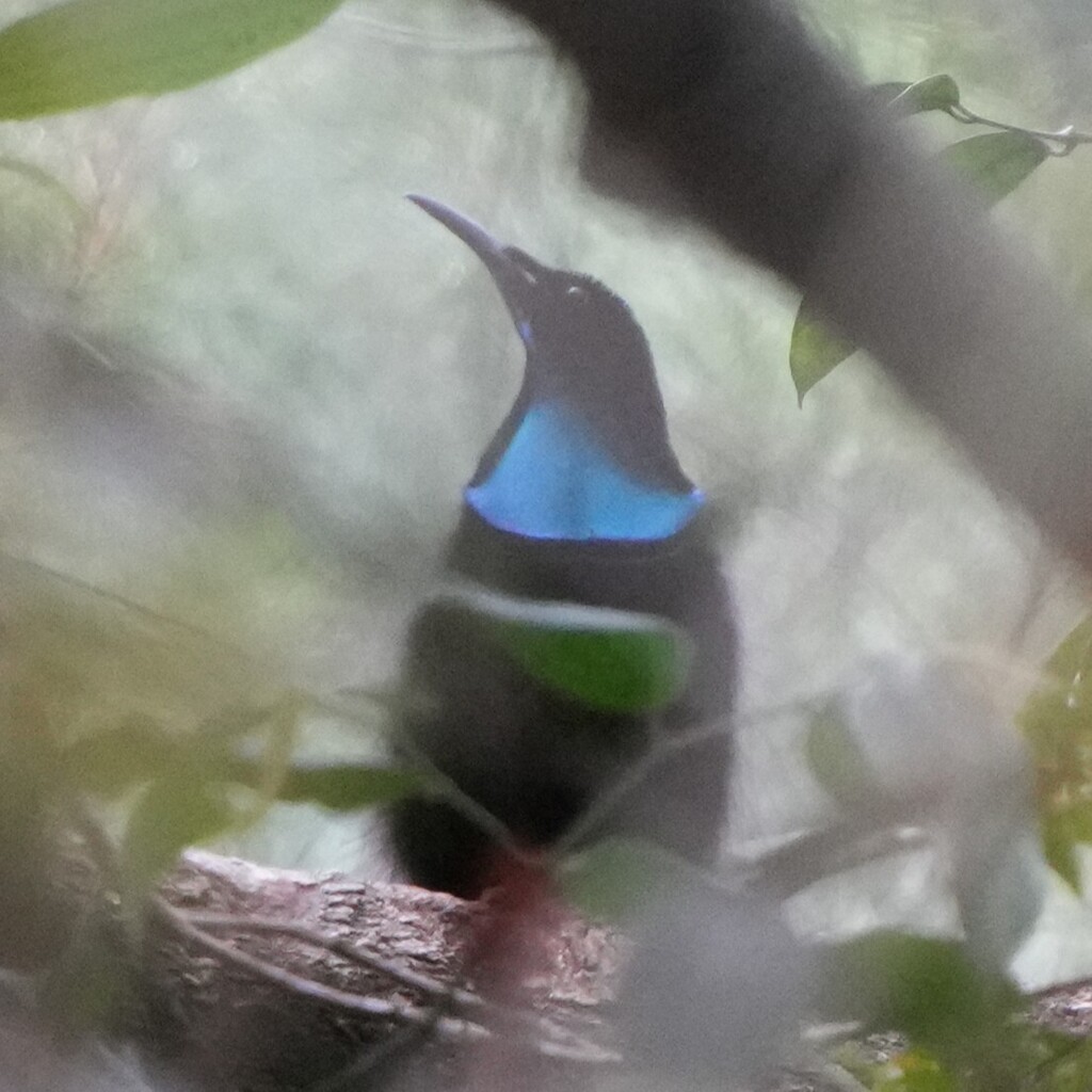 Growling Riflebird photo